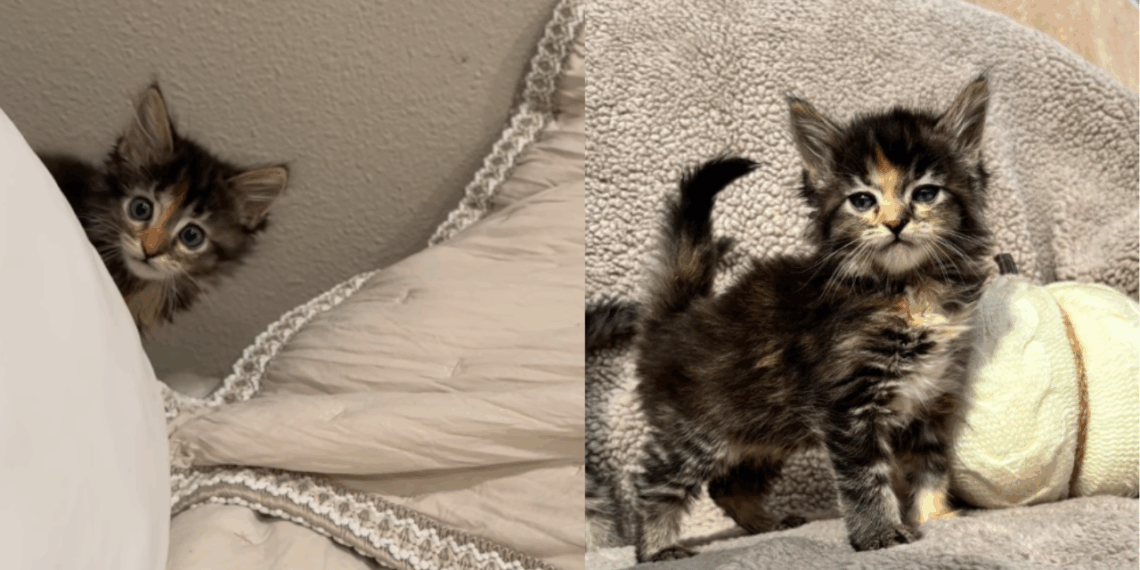 A história de felino mais engraçada do Brasil para entender o fenômeno do Temucoon
