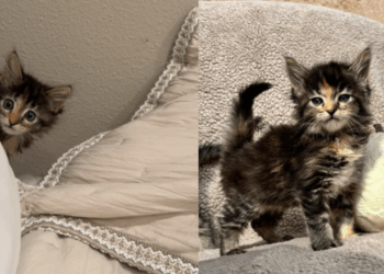 A história de felino mais engraçada do Brasil para entender o fenômeno do Temucoon