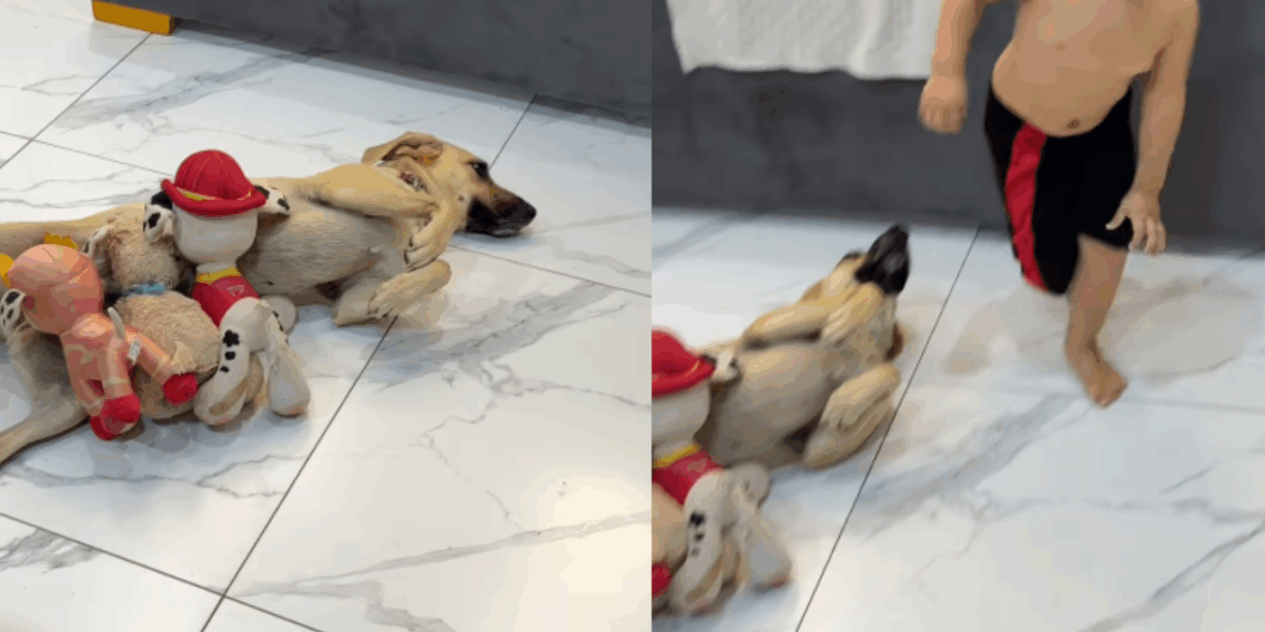 “Gestação forçada”: cachorrinha castrada vira mãe de "ninhada" de pelúcias de menino de 2 anos e viraliza