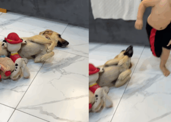 “Gestação forçada”: cachorrinha castrada vira mãe de "ninhada" de pelúcias de menino de 2 anos e viraliza