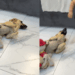 “Gestação forçada”: cachorrinha castrada vira mãe de "ninhada" de pelúcias de menino de 2 anos e viraliza