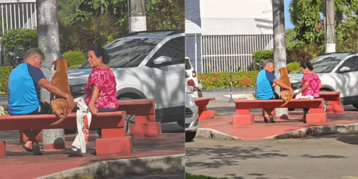 “Ela se emocionou de longe”: vira-lata caramelo que espera adoção ganha banho e carinho de casal