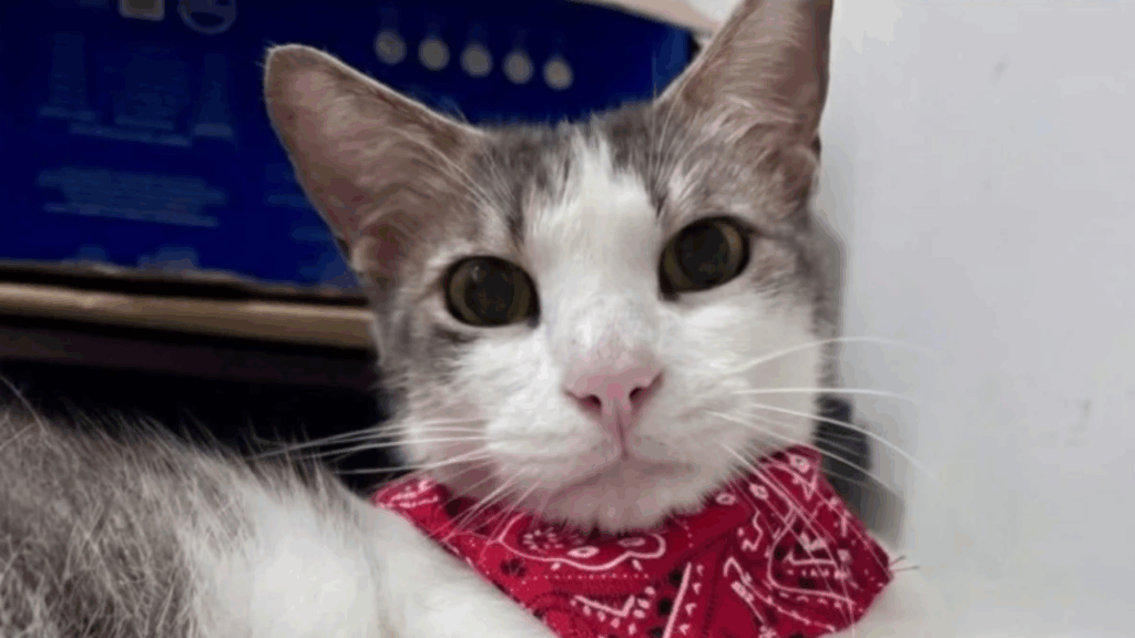 “Jeito de cachorro”: gatinho carinhoso achado em caixa de feira espera por lar há meses