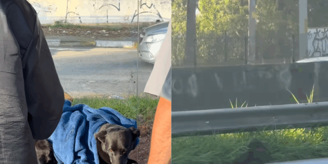 Pausa para registrar capivaras em SP muda o destino de cachorro ferido em rodovia