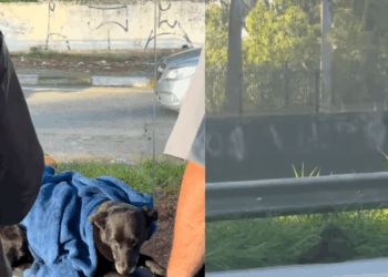 Pausa para registrar capivaras em SP muda o destino de cachorro ferido em rodovia