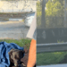 Pausa para registrar capivaras em SP muda o destino de cachorro ferido em rodovia