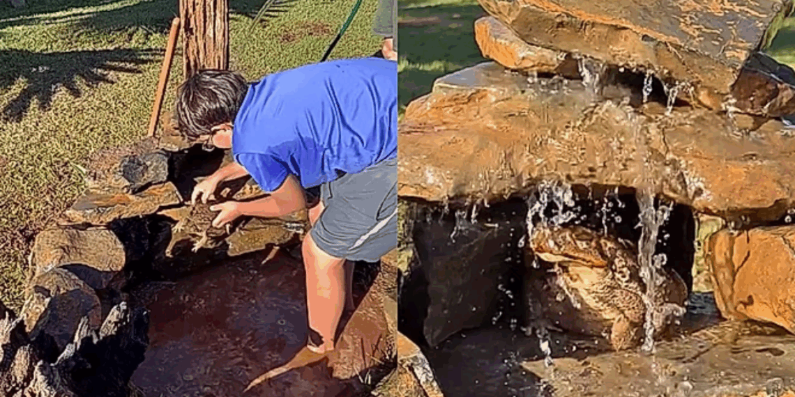 Família constrói resort de luxo para sapo de estimação e descobre que Cláudio é Cláudia