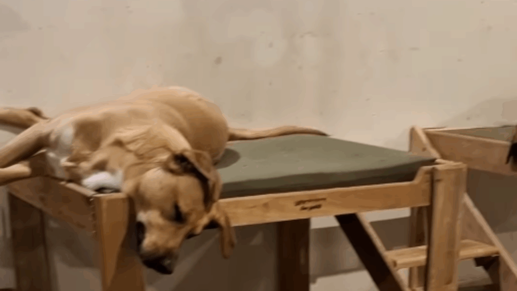 A iniciativa mais emocionante da América Latina para garantir o bem-estar animal