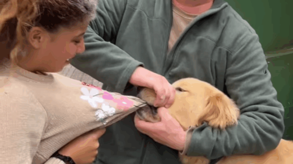 Conheça a história de Budy, o golden retriever que adora abocanhar casacos de pedestres