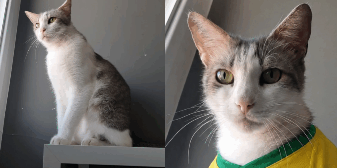 “Jeito de cachorro”: gatinho carinhoso achado em caixa de feira espera por lar há meses