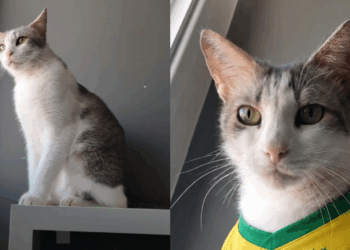 “Jeito de cachorro”: gatinho carinhoso achado em caixa de feira espera por lar há meses
