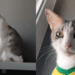 “Jeito de cachorro”: gatinho carinhoso achado em caixa de feira espera por lar há meses