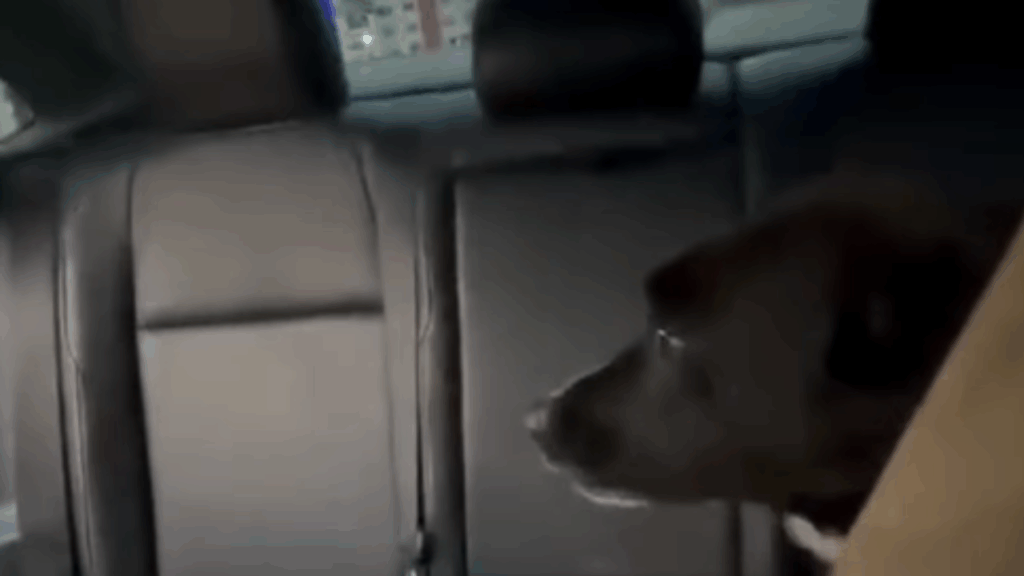 'Segura esse infeliz': Cão foge de casa minutos antes de jogo do Brasil e tutor o encontra no bar integrado à torcida