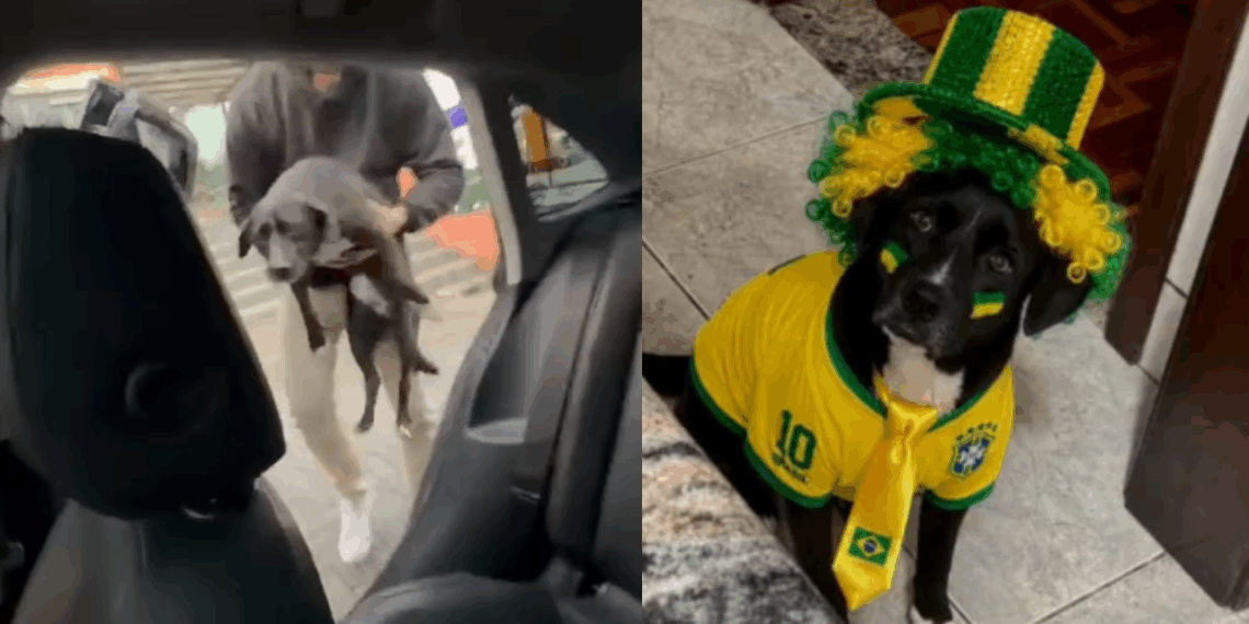 'Segura esse infeliz': Cão foge de casa minutos antes de jogo do Brasil e tutor o encontra no bar integrado à torcida