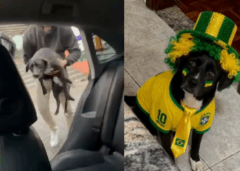 'Segura esse infeliz': Cão foge de casa minutos antes de jogo do Brasil e tutor o encontra no bar integrado à torcida