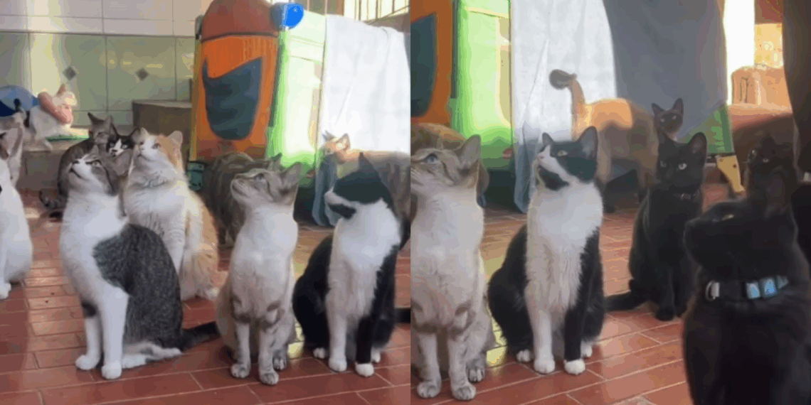 "Reunião de alinhamento": Protetora dá instruções criativas a gatinhos de abrigo para conquistarem adotantes e vídeo viraliza