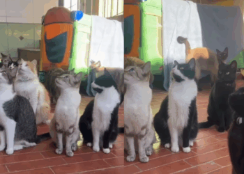 "Reunião de alinhamento": Protetora dá instruções criativas a gatinhos de abrigo para conquistarem adotantes e vídeo viraliza