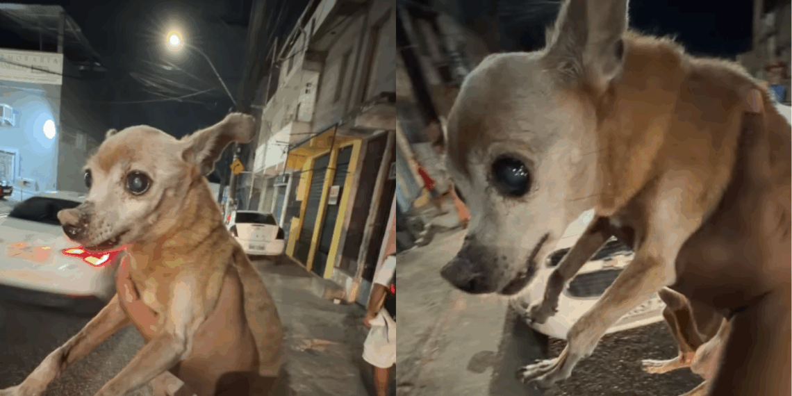 "Muita sorte eu estar ali": Protetor passa em avenida de Salvador e salva pinscher cega e ferida