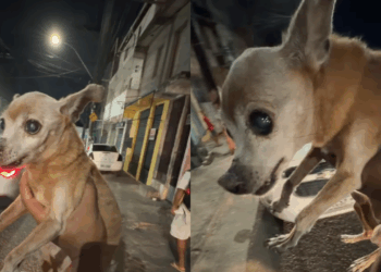 "Muita sorte eu estar ali": Protetor passa em avenida de Salvador e salva pinscher cega e ferida
