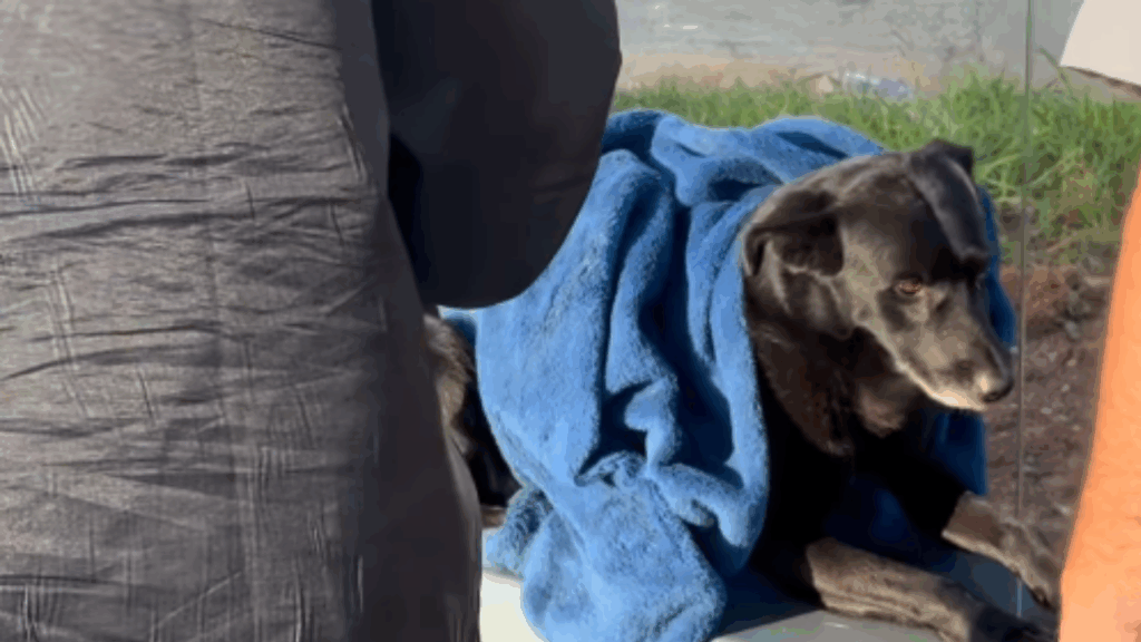 Pausa para registrar capivaras em SP muda o destino de cachorro ferido em rodovia