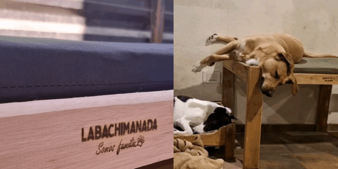 A iniciativa mais emocionante da América Latina para garantir o bem-estar animal
