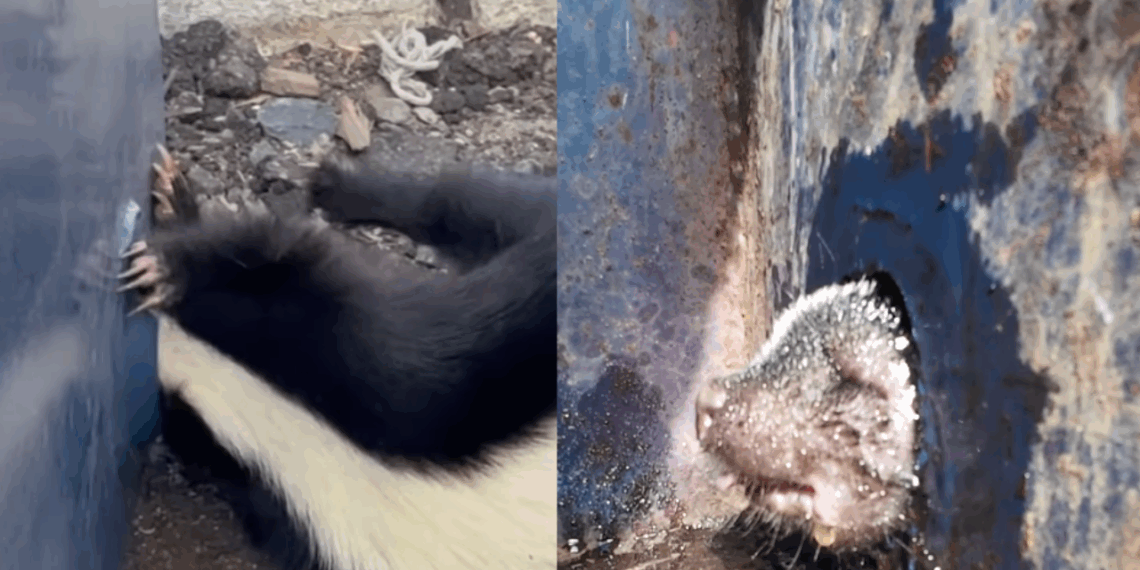 “O segredo foi o óleo”: socorristas realizam operação milimétrica para tirar gambá com cabeça presa em lixeira