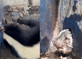 “O segredo foi o óleo”: socorristas realizam operação milimétrica para tirar gambá com cabeça presa em lixeira