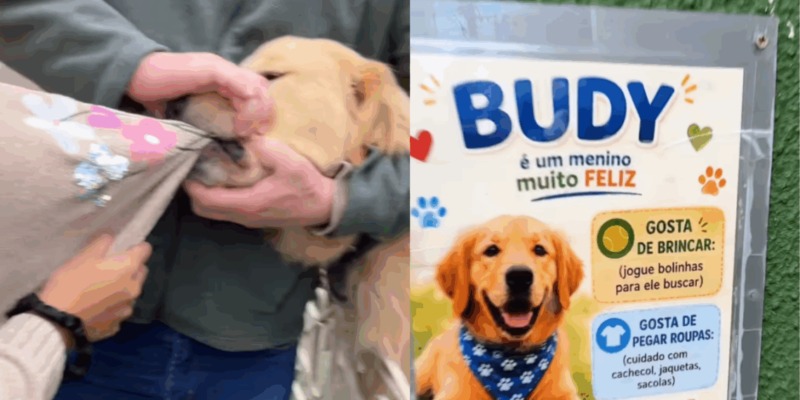 Conheça a história de Budy, o golden retriever que adora abocanhar casacos de pedestres