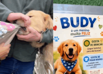 Conheça a história de Budy, o golden retriever que adora abocanhar casacos de pedestres