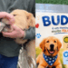 Conheça a história de Budy, o golden retriever que adora abocanhar casacos de pedestres