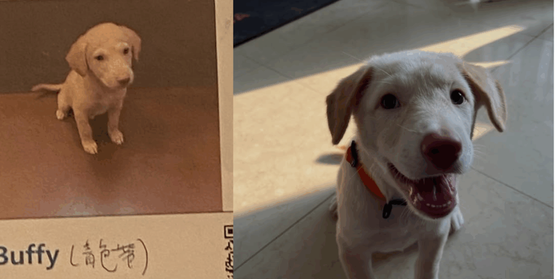 Mulher adota filhote achando que era labrador e se surpreende ao ver pet crescer