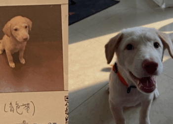 Mulher adota filhote achando que era labrador e se surpreende ao ver pet crescer