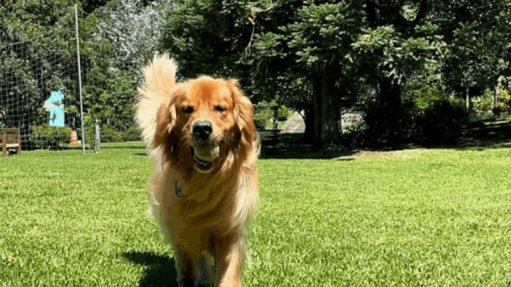 "O Primeiro Luto": Golden retriever ouve batida na janela, encontra passarinho sem vida na grama e recusa-se a sair de perto