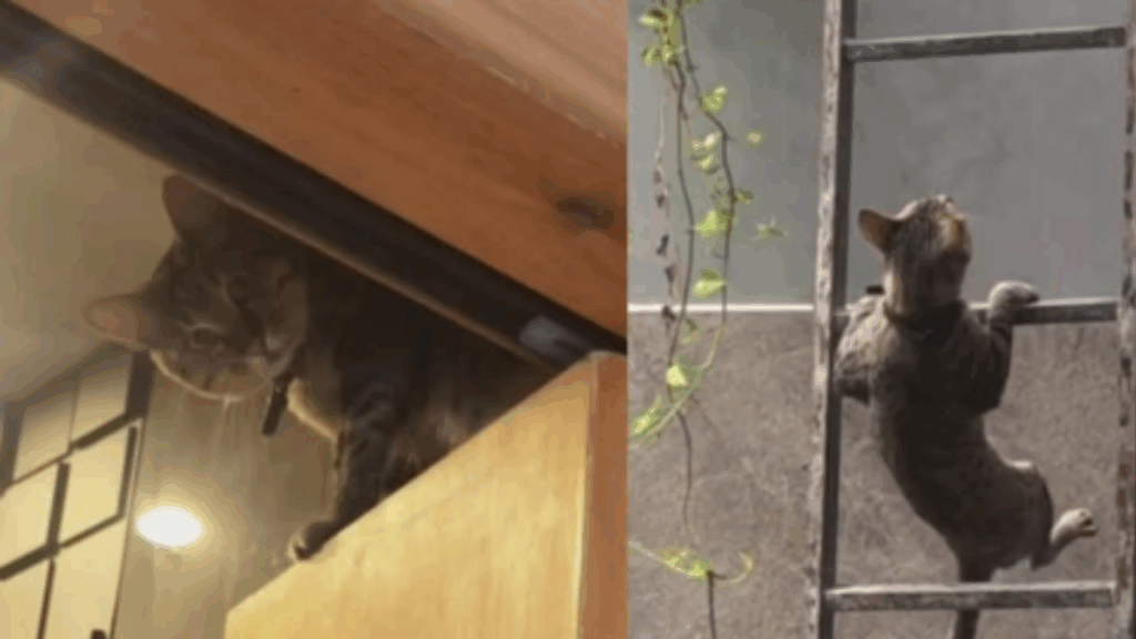 "Diziam que ele ficaria debilitado": Gato perde uma pata e surpreende ao virar um verdadeiro atleta