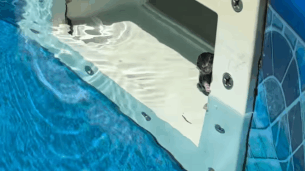 Pai e filha notam algo estranho no filtro de água e fazem resgate de roedor em piscina