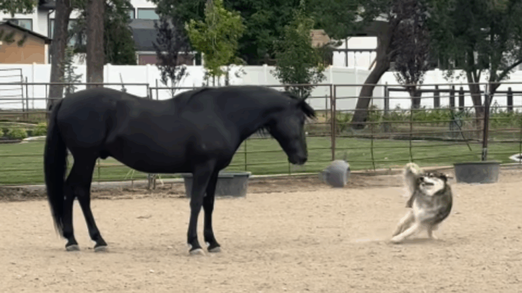 “Ele pensa que é um pônei”: husky siberiano divide feno com cavalo gigante e o convence a jogar bola em Utah