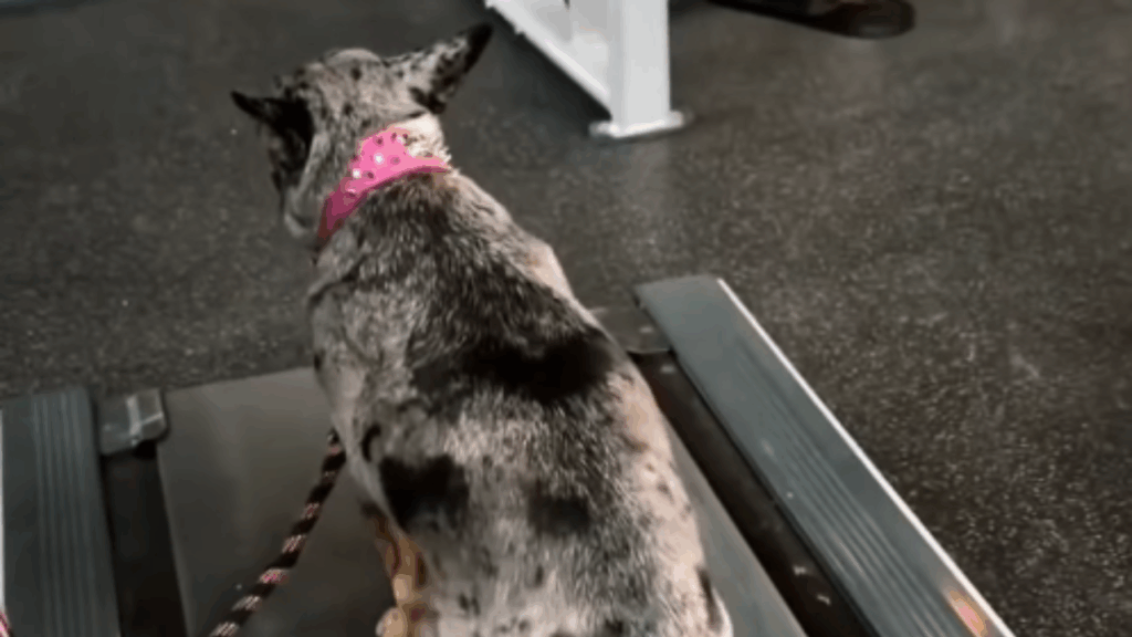 Cachorrinha cria estratégia genial para caminhar o mínimo possível na esteira e viraliza