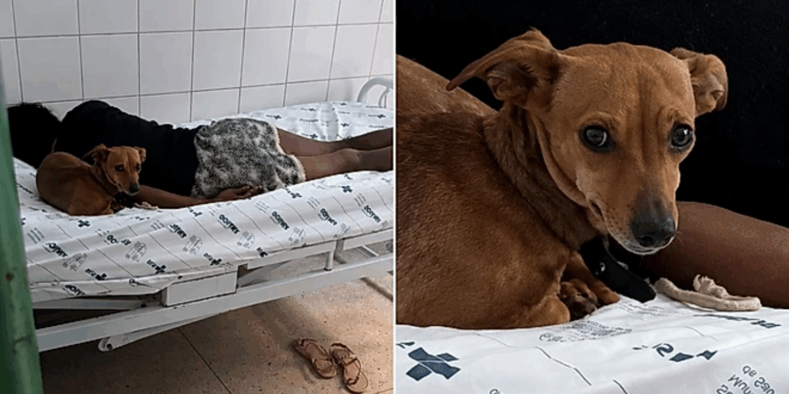 'Daqui ninguém passa': Cão caramelo vira segurança de tutora em leito do SUS e barra enfermeira
