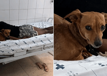 'Daqui ninguém passa': Cão caramelo vira segurança de tutora em leito do SUS e barra enfermeira