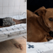 'Daqui ninguém passa': Cão caramelo vira segurança de tutora em leito do SUS e barra enfermeira