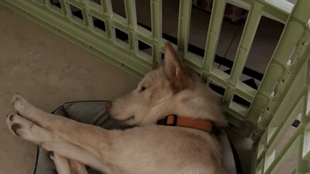 Mulher adota filhote achando que era labrador e se surpreende ao ver pet crescer