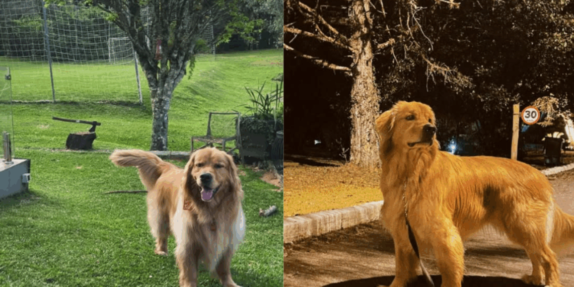 "O Primeiro Luto": Golden retriever ouve batida na janela, encontra passarinho sem vida na grama e recusa-se a sair de perto