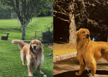 "O Primeiro Luto": Golden retriever ouve batida na janela, encontra passarinho sem vida na grama e recusa-se a sair de perto