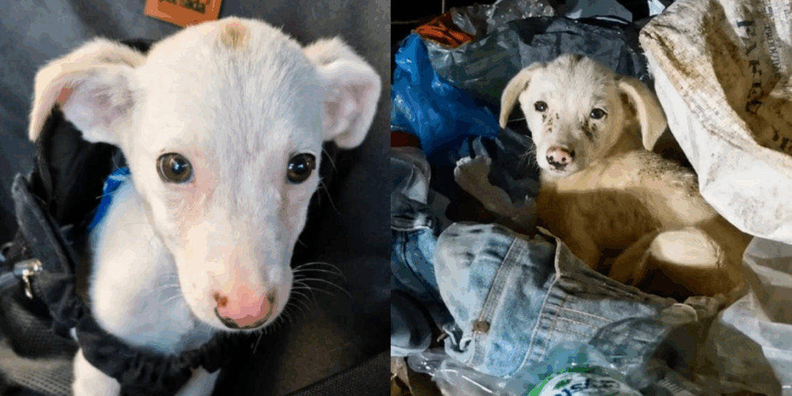 "Pontinho branco": Protetora nota movimento no lixo de estrada escura, resgata filhote sozinho e apelo na web garante adoção