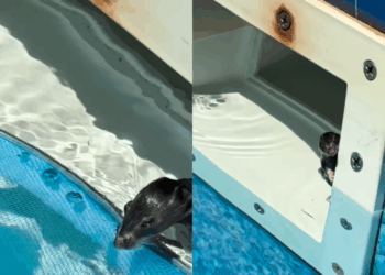 Pai e filha notam algo estranho no filtro de água e fazem resgate de roedor em piscina