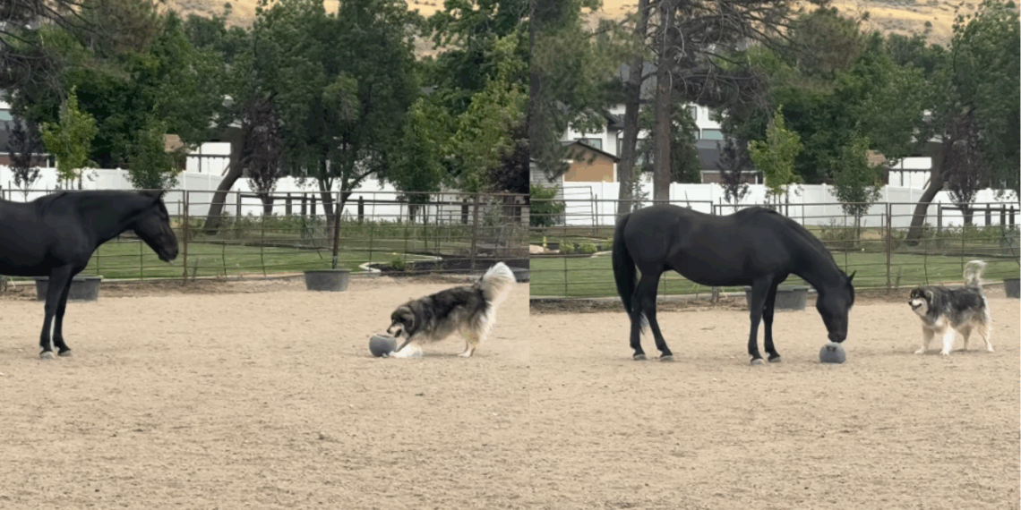 “Ele pensa que é um pônei”: husky siberiano divide feno com cavalo gigante e o convence a jogar bola em Utah