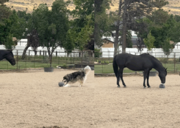 “Ele pensa que é um pônei”: husky siberiano divide feno com cavalo gigante e o convence a jogar bola em Utah