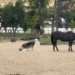“Ele pensa que é um pônei”: husky siberiano divide feno com cavalo gigante e o convence a jogar bola em Utah