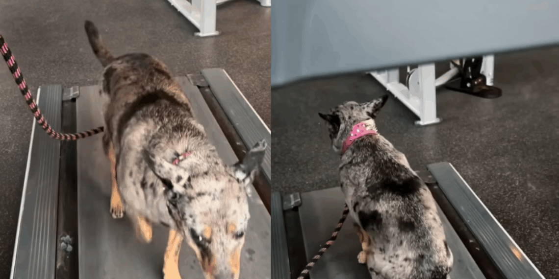 Cachorrinha cria estratégia genial para caminhar o mínimo possível na esteira e viraliza