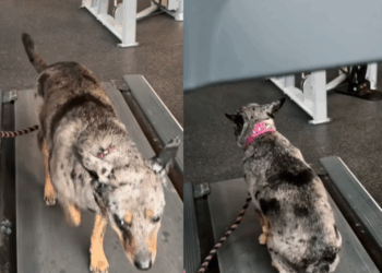 Cachorrinha cria estratégia genial para caminhar o mínimo possível na esteira e viraliza